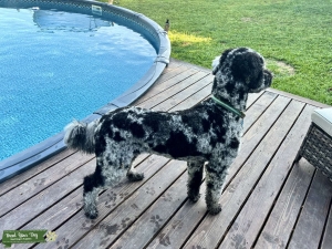 CKC Registered Merle F1B Goldendoodle Listing Image