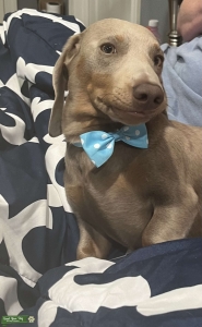 Smooth Miniature Dachshund  Listing Image