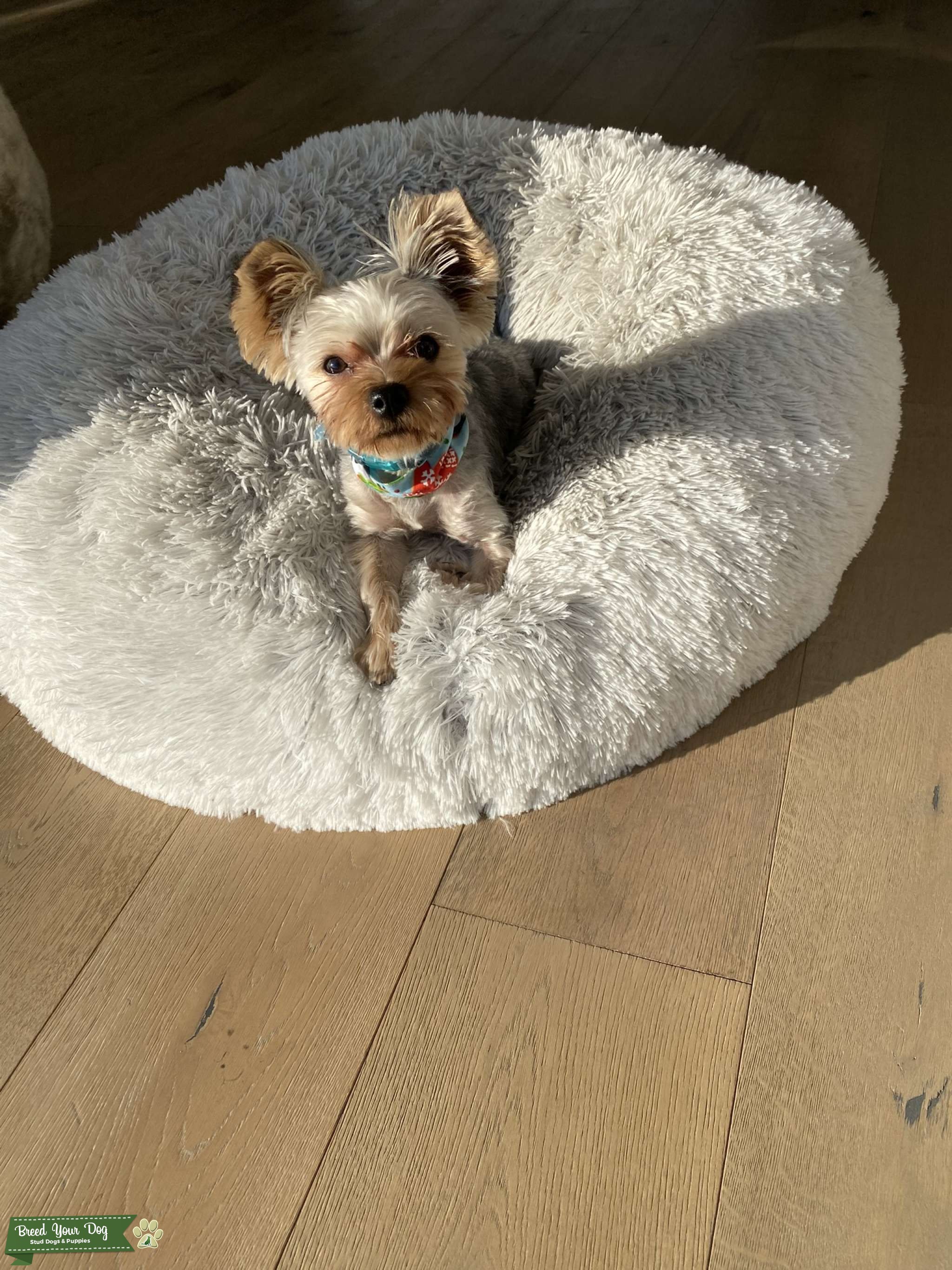 4 lbs Yorkie Stud Dog in Orange , the United States Breed Your Dog