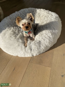 4 lbs Yorkie  Listing Image