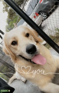 White and Beige Long Hair Golden Retriever Listing Image