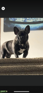 AKC Frenchie Stud Listing Image