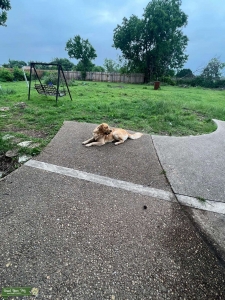 AKC Golden Retriever Stud Listing Image