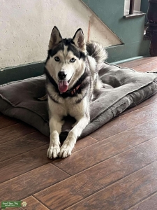looking for a male dog Listing Image