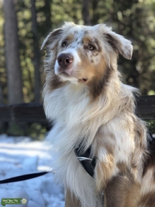 Australian Shepard Stud Listing Image