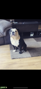 £300 Olde English bulldog  Listing Image