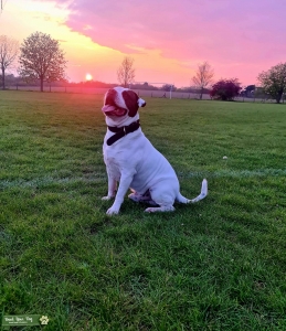 Best Boy For Stud Listing Image