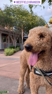 F1B goldendoodle Listing Image