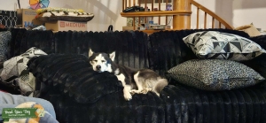 Black and White Husky Listing Image