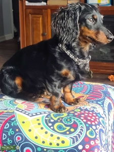 Mini long haired black/tan male handsome stud Dashound Listing Image