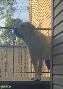 Yellow Lab-100+ lbs  Listing Image