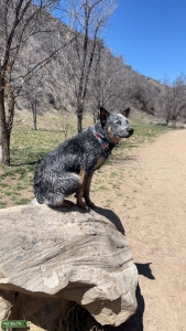 Handsome Blue Heeler Listing Image