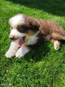Miniature Australian shepherd  Listing Image