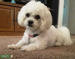 Bingo-Super Handsome,Smart,Sweet,Playful ShihChon Stud Listing Image