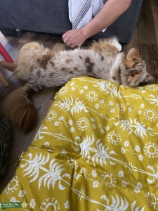 Mini Aussie Merle  Listing Image