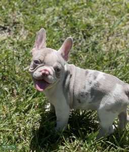 Merle French bulldog  Listing Image