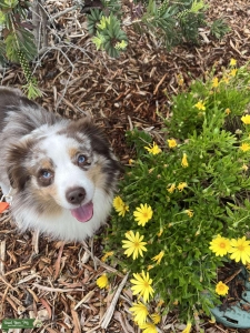 Toy Aussie Stud Listing Image