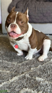 American Bulldog Listing Image
