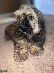 Chocolate Brown Shih Tzu Listing Image