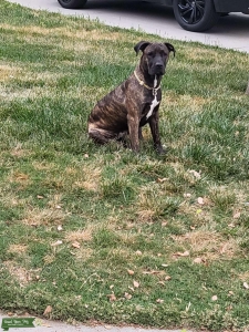 This is Nandi looking for a stud in her life. She is loveable energetic and very smart. She is a 3yr old Pitmastiff Listing Image