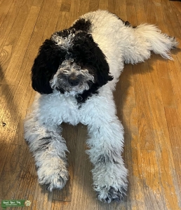 Calm Happy 35lb Goldendoodle Listing Image