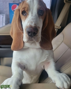 Basset Hound Stud Listing Image