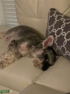 Female Sivler and White Miniature Schnauzer to breed Listing Image