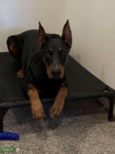 AKC Doberman stud Listing Image