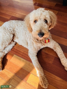 Looking for F1 Goldendoodle  Listing Image