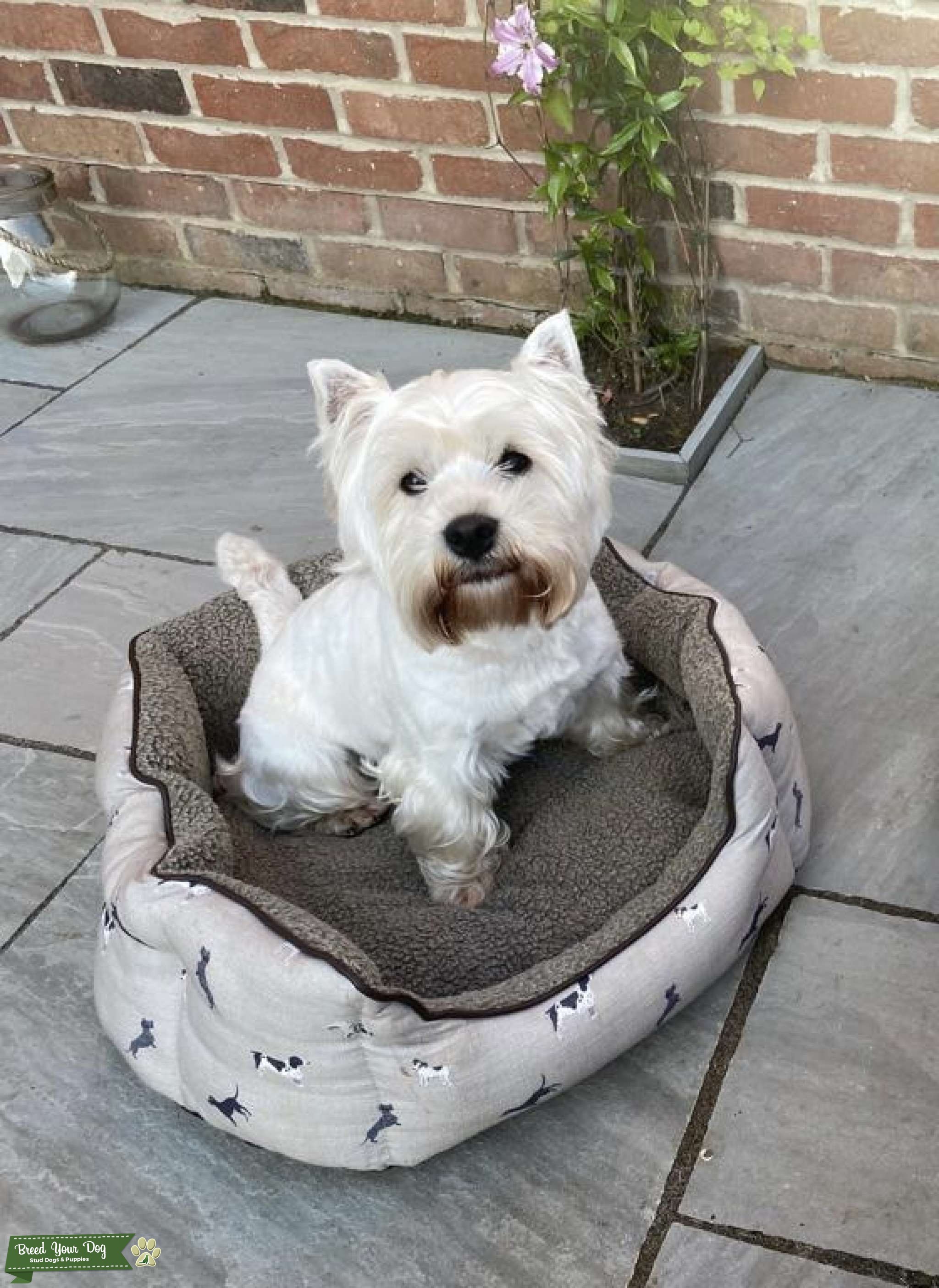 5 Pedigree KC White West Highland Terrier Stud Stud Dog in West Yorkshire, the United States