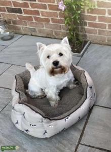 5 Pedigree KC White West Highland Terrier Stud Listing Image