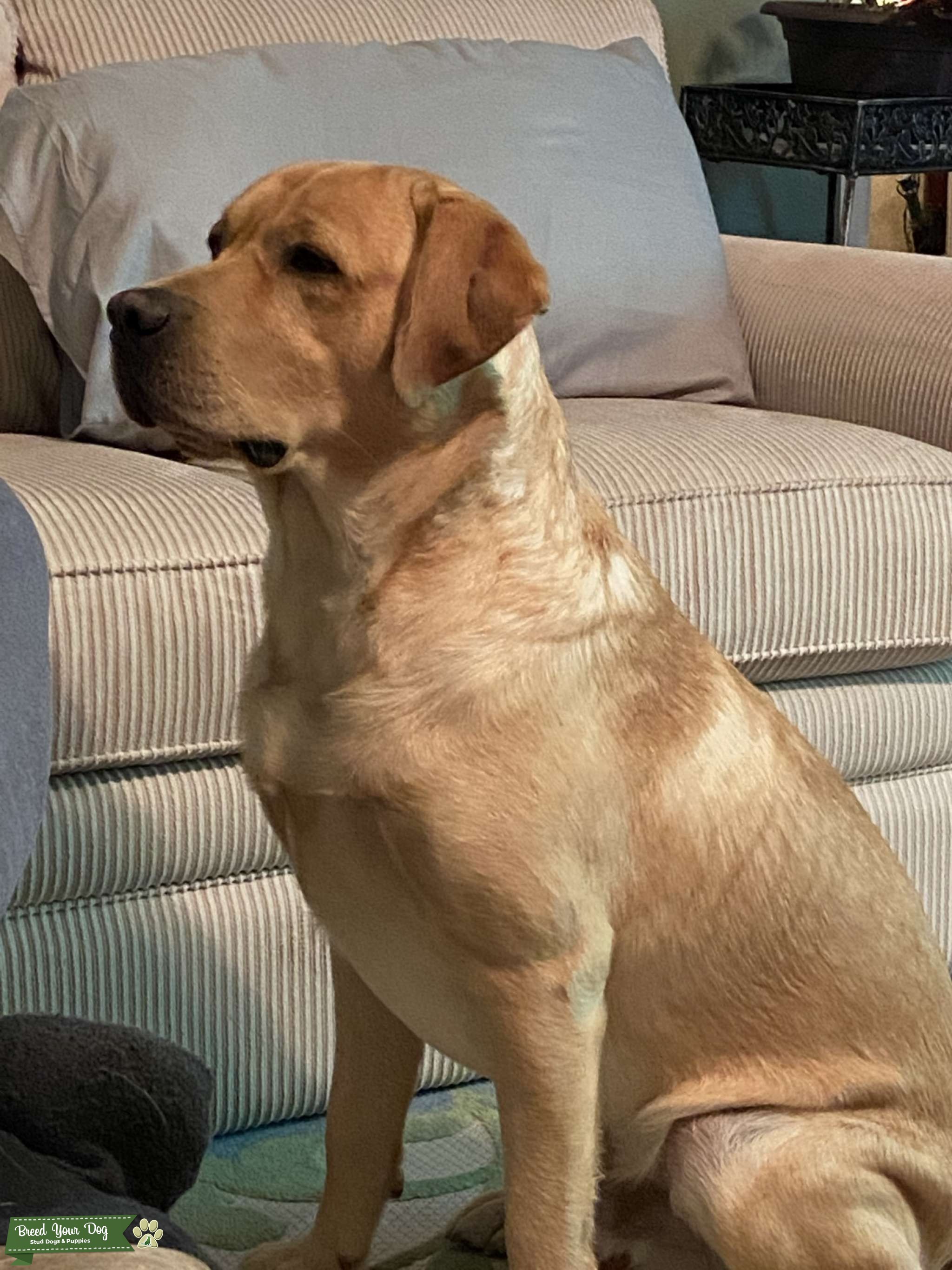 AKC Pedigree Yellow Lab available for Stud Service Stud Dog in South