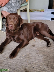 Chocolate Labrador  Listing Image
