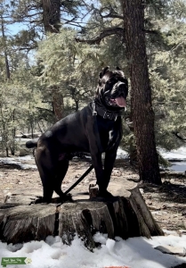 The Handsome Maximos!  Listing Image