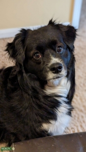 Miniature Australian Shepherd  Listing Image