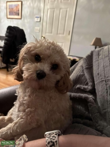 Cavapoo Listing Image