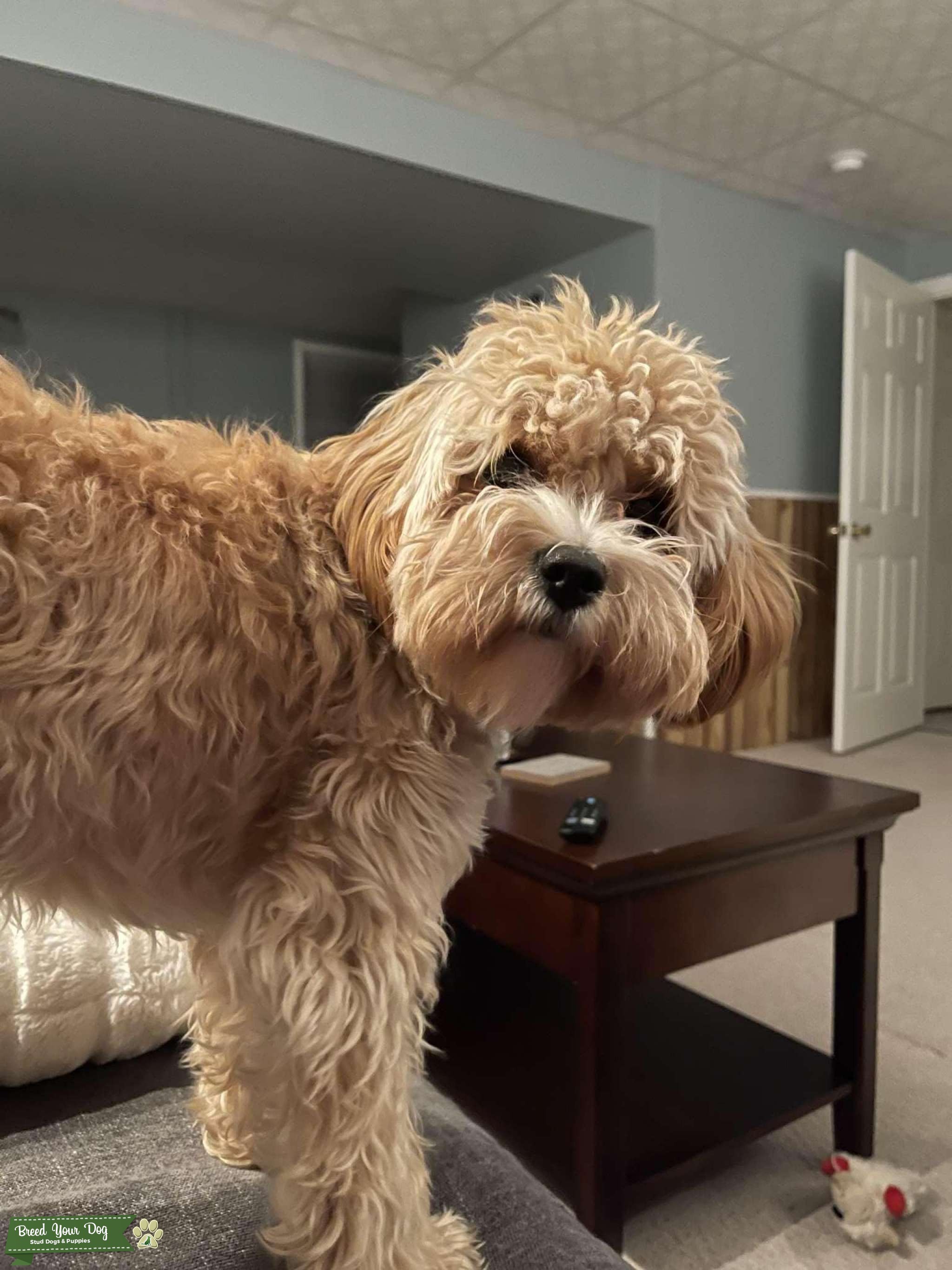 Cavapoo Stud Dog in Rochester ny, the United States Breed Your Dog