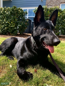 Black German Shepherd Listing Image