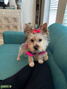 Looking to Breed Listing Image