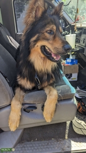 Long haired German shepherd stud Listing Image