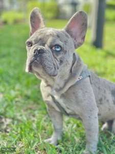 Merle French Bulldog Stud Listing Image