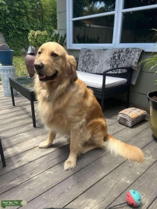Lovable Lincoln, AKC Golden Retriever Listing Image
