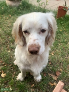 Working cocker spaniel searching for a lady Listing Image