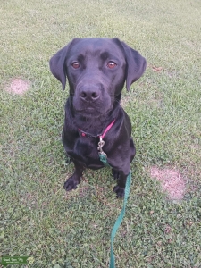 AKC 10 months old house trained and Kennel trained  Listing Image
