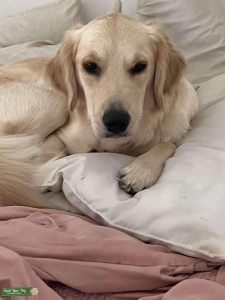 Looking to breed  Listing Image