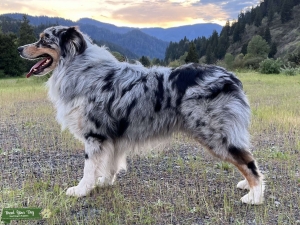 Australian Shepherd Blue Merle Amazing Temperament Listing Image