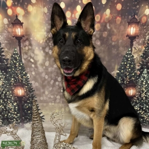 German Shepherd Alpha/Litter Pick Listing Image