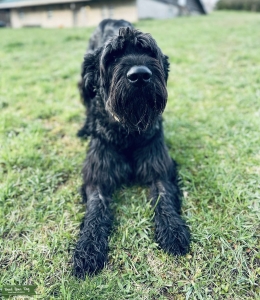 Giant schnauzer  Listing Image