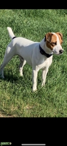 Jack Russell Terrier Listing Image