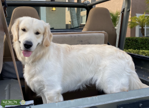 English Cream Golden Retriever Listing Image